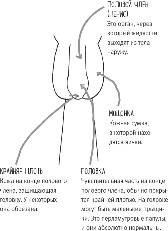 КРАЙНЯЯ ПЛОТЬ Все рождаются с КРАЙНЕЙ ПЛОТЬЮ Однако некоторым мальчикам - фото 11