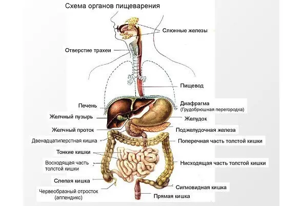 Брыжейку на схеме не видно так как это ткань которая изолирует и соединяет - фото 2