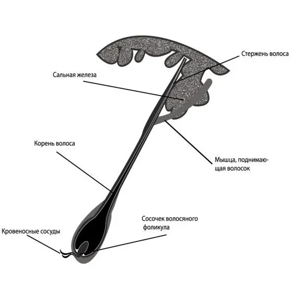 строение волоса Корень это не видимая часть волоса которая находиться в - фото 1
