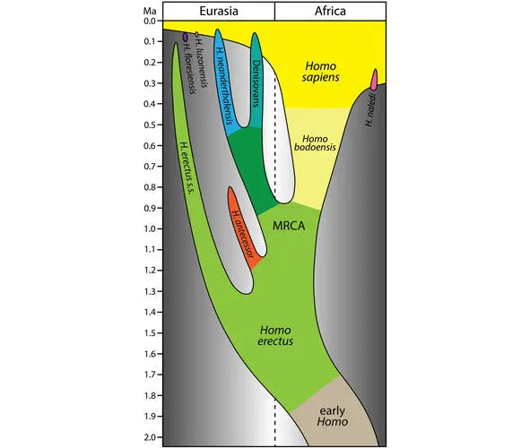 Упрощенная модель эволюции рода Homo в последние 2 млн лет в которой Homo - фото 6