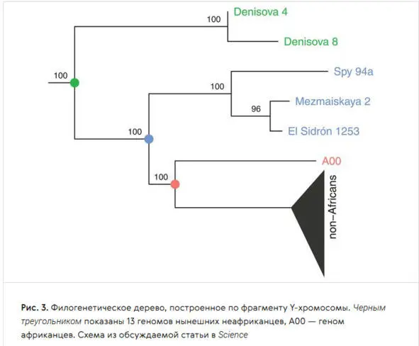 Филогенетическое дерево построенное по фрагменту Yхромосомы Чёрный - фото 9