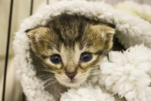 Котёнок Следуя странному порыву открываю холодильник словно там может быть - фото 7