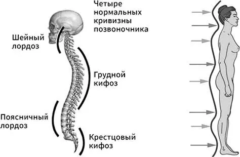 Рис 2 Четыре изгиба позвоночника слева и восемь изгибов тела справа - фото 8