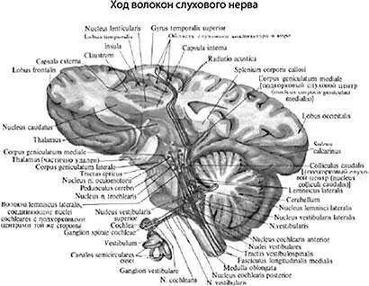 Рис 31 Слуховой нерв Слуховой нерв вкладывается в акустические потоки - фото 39