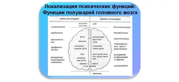 Мозг Ни для кого не секрет что психическое интеллектуальное и личностное - фото 24