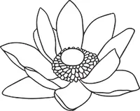 Бархатцы Род Tagetes L Семейство Астровые Бархатцы выделяют особые вещества - фото 15