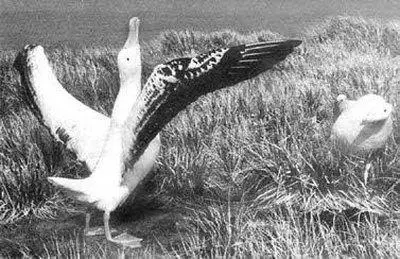 Рис 11 Щелк зажужжало Укоренившиеся в человеческом обществе ритуалы - фото 4