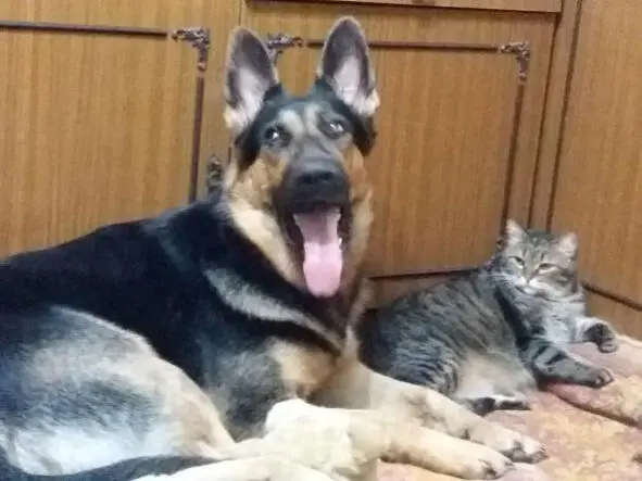 Фото автора А вы верите в дружбу между кошкой и собакой Кася и Сэнди Я бы - фото 19