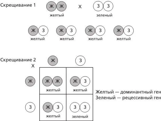 Рисунок 3 Эксперименты Грегора Менделя по скрещиванию горошка с помощью - фото 3