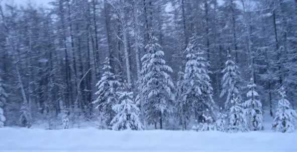 9 Свиристель Снежинками невесомыми Зима покрывало ткёт Чувствами - фото 5