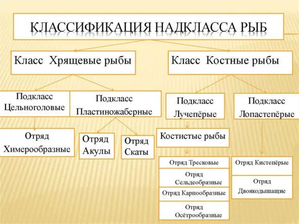 Рис 3 Классификация рыб Если же некоторые из этих существ а именно класс - фото 3