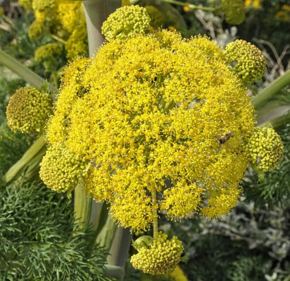 Асафетида asafoetida Научная классификация Домен Эукариоты Царство - фото 11