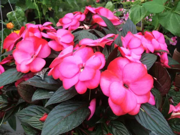 Бальзамин garden balsam Научная классификация Домен Эукариоты Царство - фото 14