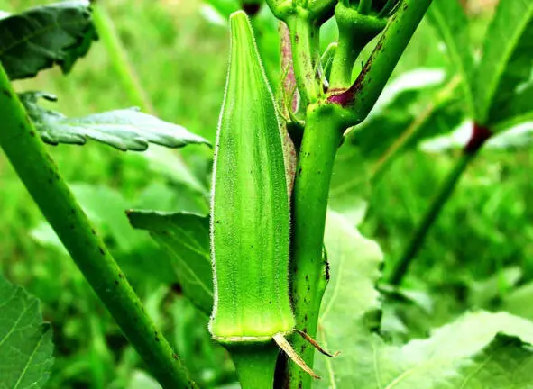 Бамия Абельмош съедобный okra Научная классификация Домен Эукариоты - фото 15