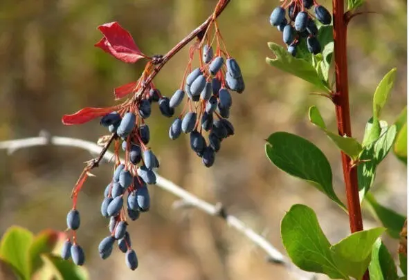 Барбарис черный barberry black Научная классификация Домен Эукариоты - фото 16
