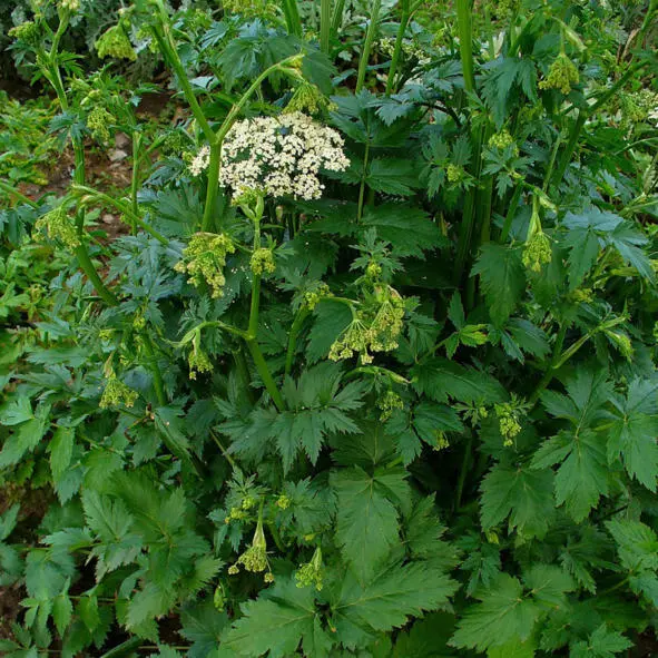 Бедренец lesser burnet Научная классификация Домен Эукариоты Царство - фото 17