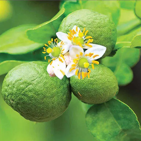 Бергамот bergamot orange Научная классификация Царство Растения Отдел - фото 18