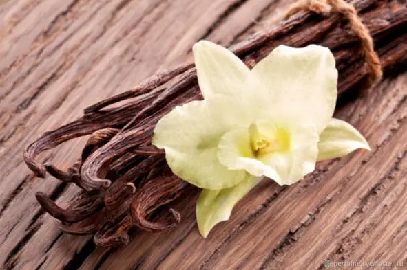 Ваниль Vanilla Научная классификация Домен Эукариоты Царство Растения - фото 23