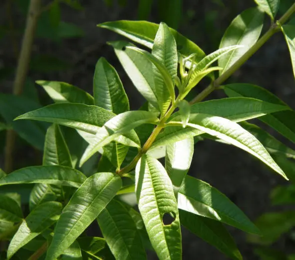 Вербена лимонная lemon verbena Научная классификация Домен Эукариоты - фото 24