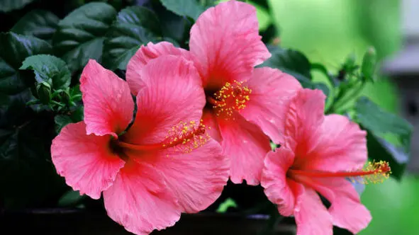Гибискус roselle Научная классификация Домен Эукариоты Царство Растения - фото 29