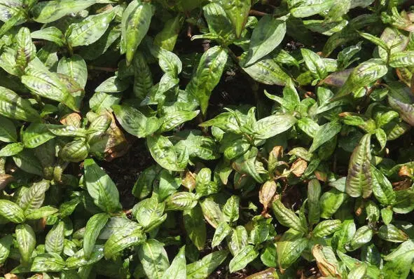 Горец vietnamese coriander Научная классификация Домен Эукариоты Царство - фото 30