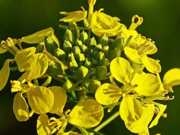 Горчица белая mustard white Научная классификация Домен Эукариоты Царство - фото 32