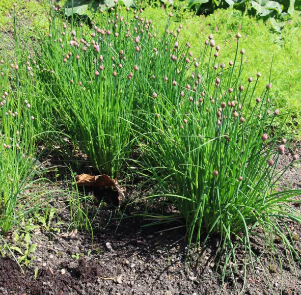 Джусай garlic chives Научная классификация Домен Эукариоты Царство - фото 39