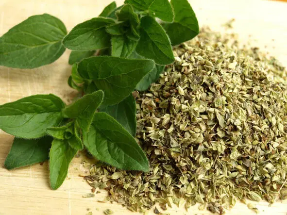 Душица орегано oregano Научная классификация Домен Эукариоты Царство - фото 42