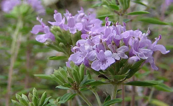 Зизифора ziziphora Научная классификация Домен Эукариоты Царство Растения - фото 43