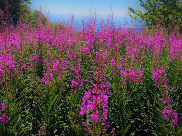 Иванчай fireweed Научная классификация Домен Эукариоты Царство Растения - фото 46