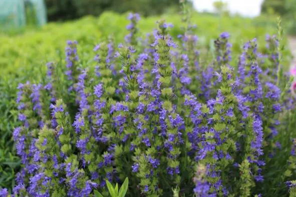 Иссоп hyssop Научная классификация Домен Эукариоты Царство Растения - фото 49