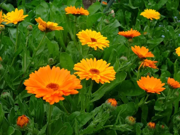 Календула pot marigold Научная классификация Домен Эукариоты Царство - фото 51