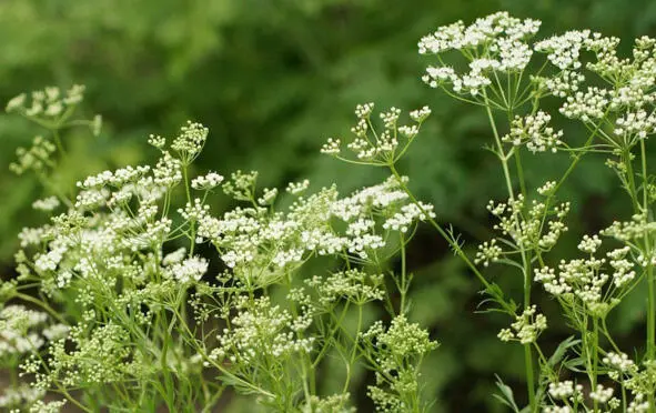 Анис anise Научная классификация Домен Эукариоты Царство Растения - фото 8