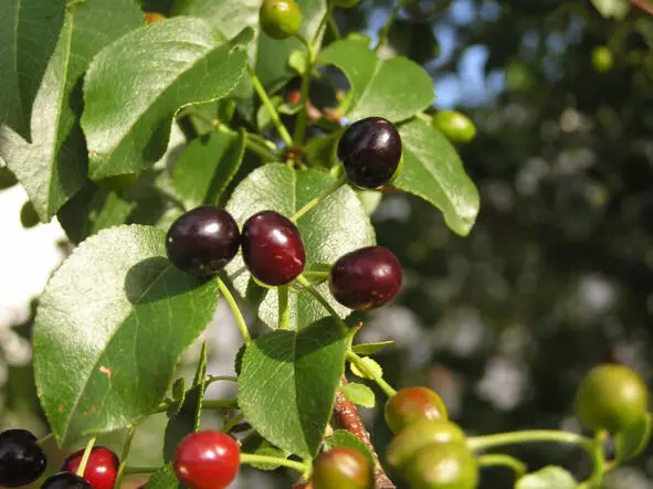 Антипка mahaleb cherry Научная классификация Домен Эукариоты Царство - фото 9