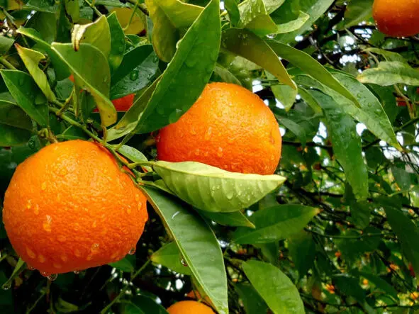 Апельсин orange Научная классификация Домен Эукариоты Царство - фото 10