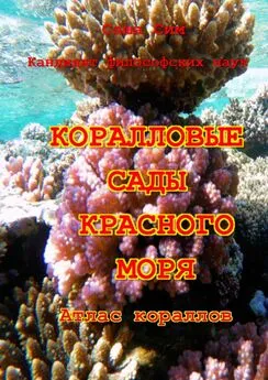 Саша Сим - Коралловые сады Красного моря. Атлас кораллов