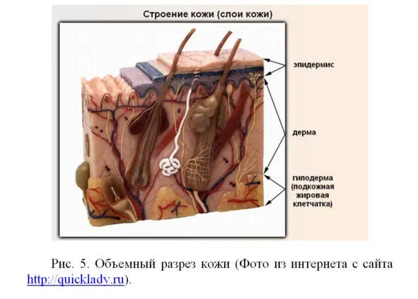 В стареющей коже уменьшается толщина дермы содержание влаги в ней падает в - фото 5
