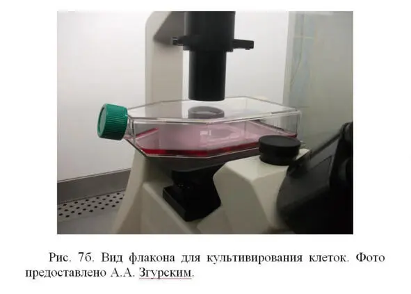Далее клетки переносят в культуральные флаконы Рис 7а и 7б содержащие - фото 8