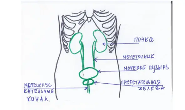 Рис11 Боль в области поясницы Итак если боль в области поясницы - фото 12