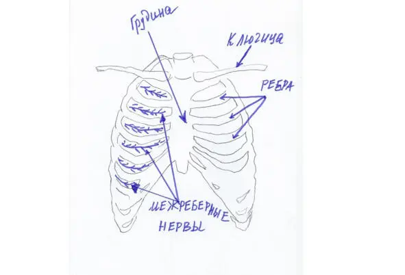 Рис7 Межреберные нервы РЕЗЮМЕ острая сильная внезапная боль в грудной - фото 8