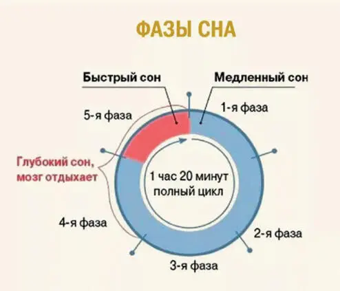 Считается что смена фаз сна медленный быстрый совершается через примерно - фото 17
