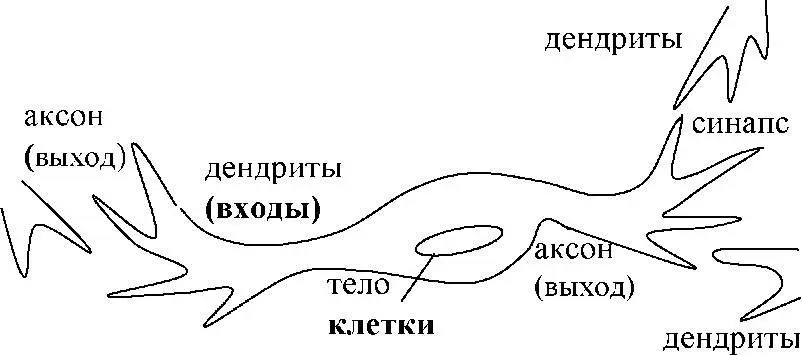 Рис 18 Биологический нейрон Между окончанием аксона и началом дендритов - фото 8
