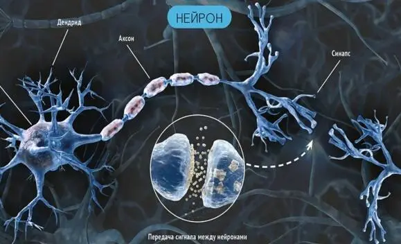 Рис 19 Синапс в нейроне Для успешного моделирования процесса искусственный - фото 9