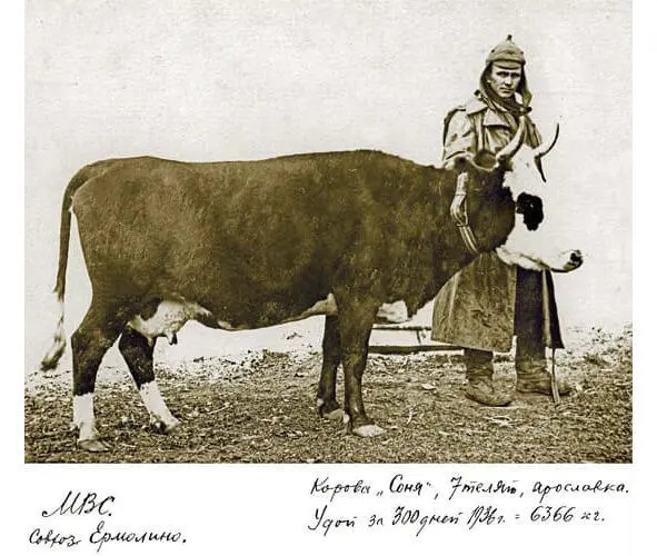 Фото с сельскохозяйственной выставки в Дмитрове в 1937 г Архив - фото 32