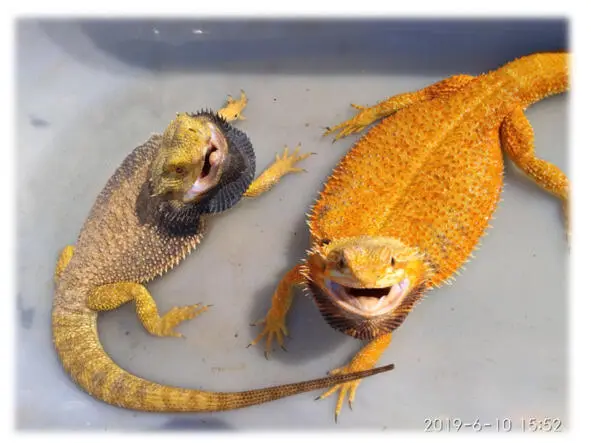 Реснитчатый гекконбананоед лат Correlophus ciliatus Реснитчатый - фото 13