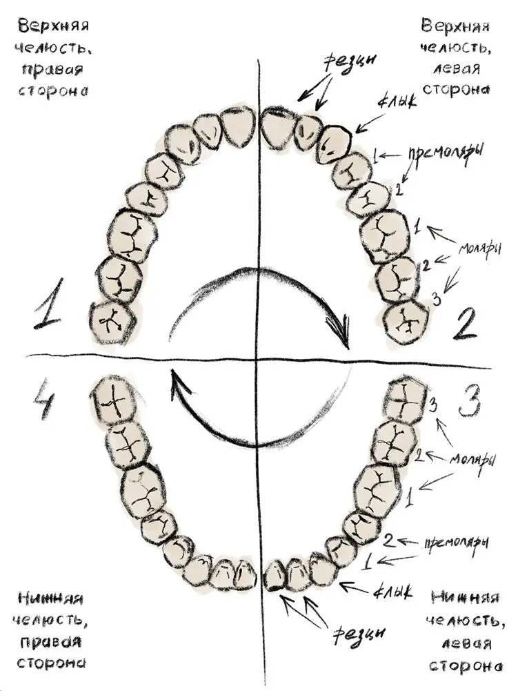 Схема расположения зубов Для удобства врачей каждый квадрант имеет свой номер - фото 2