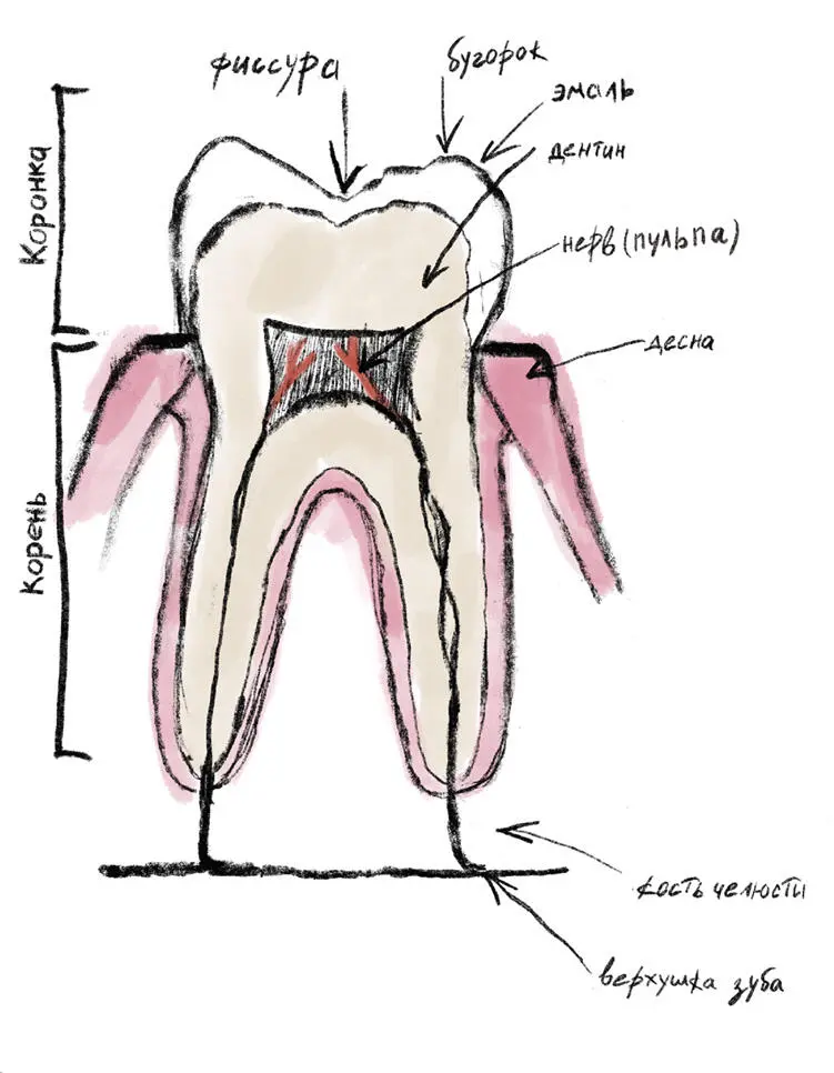 Строение зуба Саму коронковую часть также можно условно разделить на две - фото 3