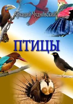 Аркадий Чудновский - Птицы