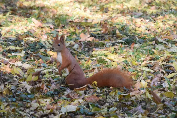 Лазенки Королевские пани белка Король Ян III Собеский Лазенки Королевские - фото 10