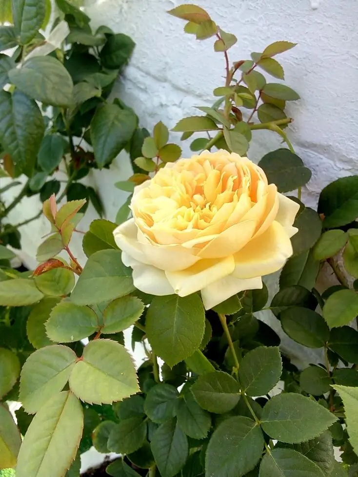 Английские розы Лучшие сорта Вид Rosa english Селекция Austin Страна - фото 1